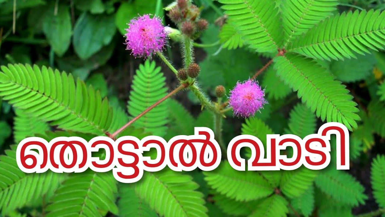 shame plant health benifits