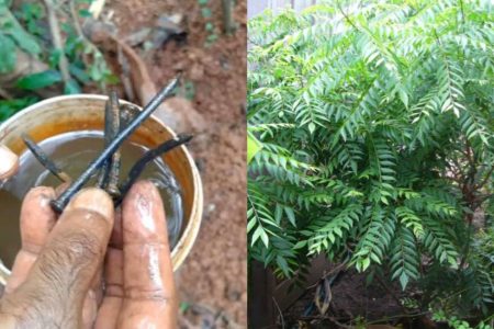 ഇത് മണ്ണിൽ കുഴിച്ചിട്ടാൽ കറിവേപ്പ് കാടുപോലെ തഴച്ചു വളരും.!! എത്ര നുള്ളിയാലും തീരാത്ത കറിവേപ്പില വീട്ടിൽ തന്നെ.!! | Curry leaves Plant Grow tip