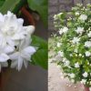 Easy Tips for Kuttimulla Pookkan agriculture