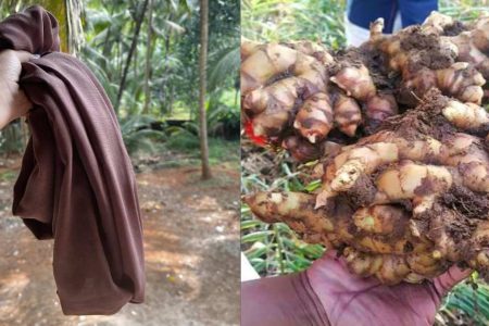 വീട്ടിൽ ഒരു കഷ്ണം പഴയ തുണി ഉണ്ടോ ? ഇനി ഇഞ്ചി പറിച്ച് മടുക്കും..! ഒരു ചെറിയ ഇഞ്ചി കഷണത്തിൽ നിന്നും കിലോ കണക്കിന് ഇഞ്ചി പറിക്കാം | Ginger farming Tips Using old Cloth