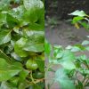 Ponnamkanni Cheera benefits