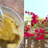 Roses Flowering tip