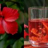 Hibiscus Tea health Benefits