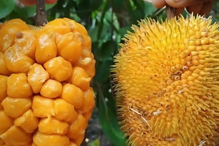 ഇത് എന്താണെന്ന് മനസ്സിലായോ ? കഴിച്ചിട്ടുള്ളവർ ഉണ്ടോ ? ഇത്തിരി കുഞ്ഞൻ ആഞ്ഞിലി ചക്കയുടെ ഗുണവിശേഷങ്ങൾ ഒത്തിരി | Anjili Chakka benifits