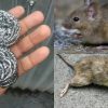 How to get rid of rats and rodents from home