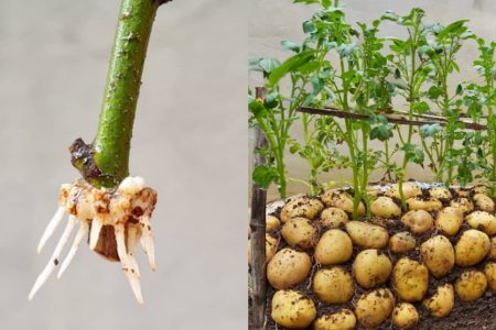 ഉരുളക്കിഴങ്ങ് കൃഷി ചെയുമ്പോൾ ഇതു ചെയ്യാൻ മറക്കല്ലേ.!! വീട്ടിലേക്ക് ആവശ്യമായ ഉരുളക്കിഴങ്ങ് ഗ്രോ ബാഗിൽ വളർത്തിയെടുക്കാം! | How to grow potatoes easily in container