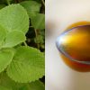 Panikoorkkayila for cough home remedi