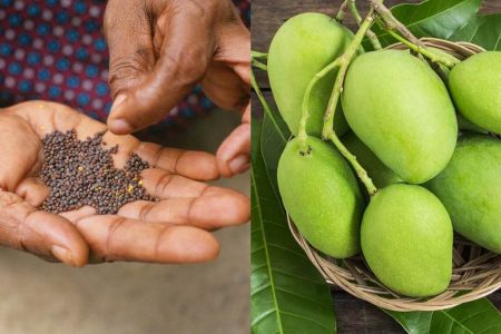 അല്പം കടുക് ഉണ്ടോ ? പച്ചമാങ്ങാ ഇനി കാലങ്ങളോളം ഫ്രഷായിട്ടിരിക്കാൻ ഒരടിപൊളി സൂത്രം.. കടുക് കൊണ്ടുള്ള ഒരടിപൊളി ഒറ്റമൂലി | Rawmango Preservation Tip