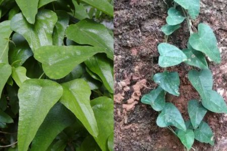 ഈ ഇല കണ്ടിട്ടുണ്ടോ ? പാടത്താളിയുടെ 24 ഔഷധ പ്രയോഗങ്ങൾ, താരനും മുടികൊഴിച്ചിലും അകറ്റി പനങ്കുല പോലെ മുടി വളരും.. | Padathali Plant Health Benefits