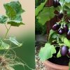 Brinjal vazhuthana farming using dosa mavu
