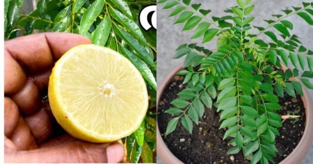 Curry leaves plant growing tips using lemon