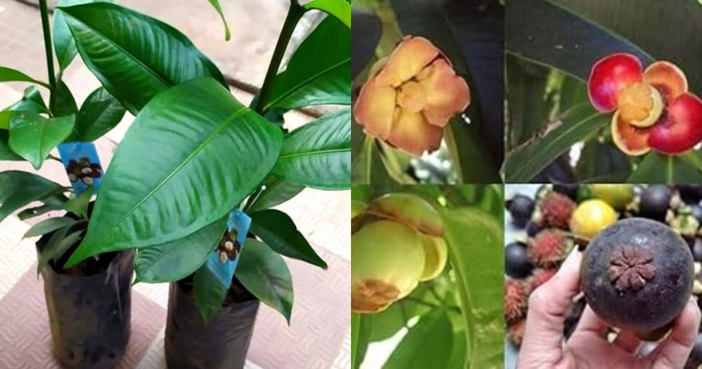 How to Grow Mangosteen Fruit