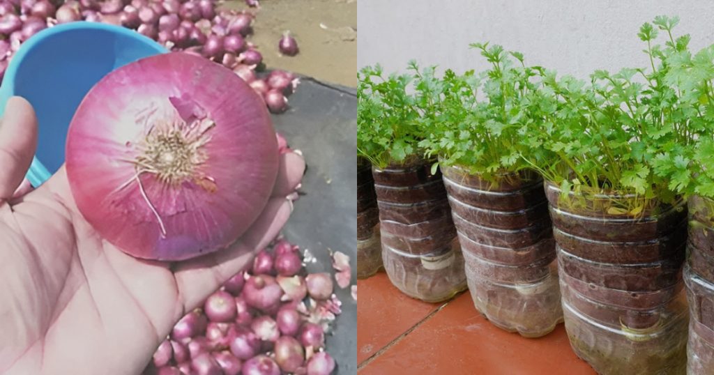 How to grow coriander leaves at home