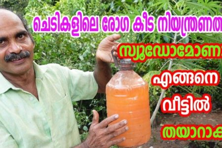 കൃഷി ഇനി ഏതായാലും വിളവ് ഇനി പൊടിപൊടിക്കും.! ചെടികളിലെ രോഗ കീട നിയന്ത്രണത്തിന് സ്യുഡോമോണസ് ഇങ്ങനെയൊന്ന് ഉണ്ടാക്കിനോക്കൂ | How to make Pseudomonas