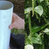 Kurumulak Krishi Using PVC Pipe tip