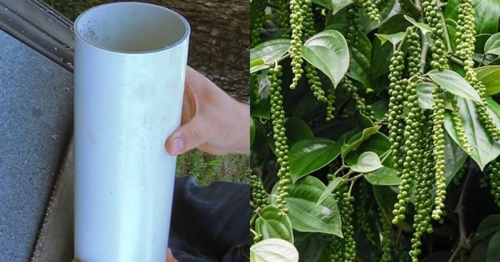 Kurumulak Krishi Using PVC Pipe tip