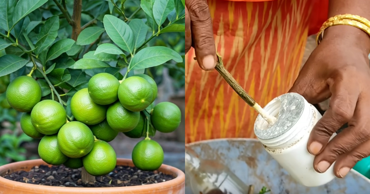 Lemon farming tip
