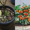 Micro Nutrients For Fruit Plants