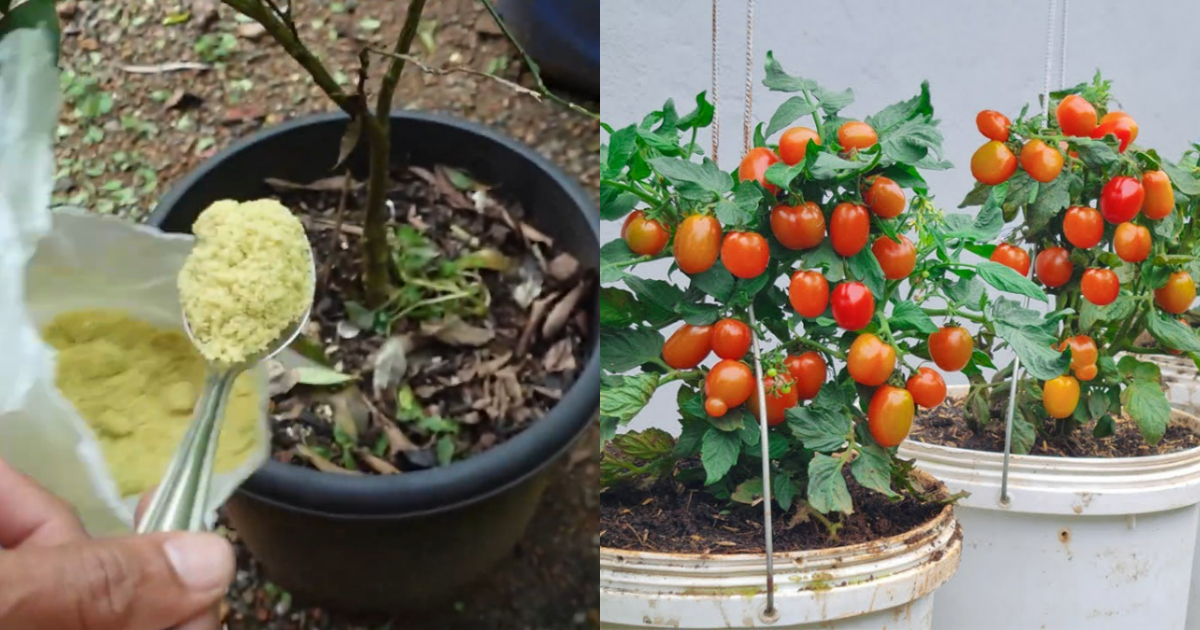 Micro Nutrients For Fruit Plants