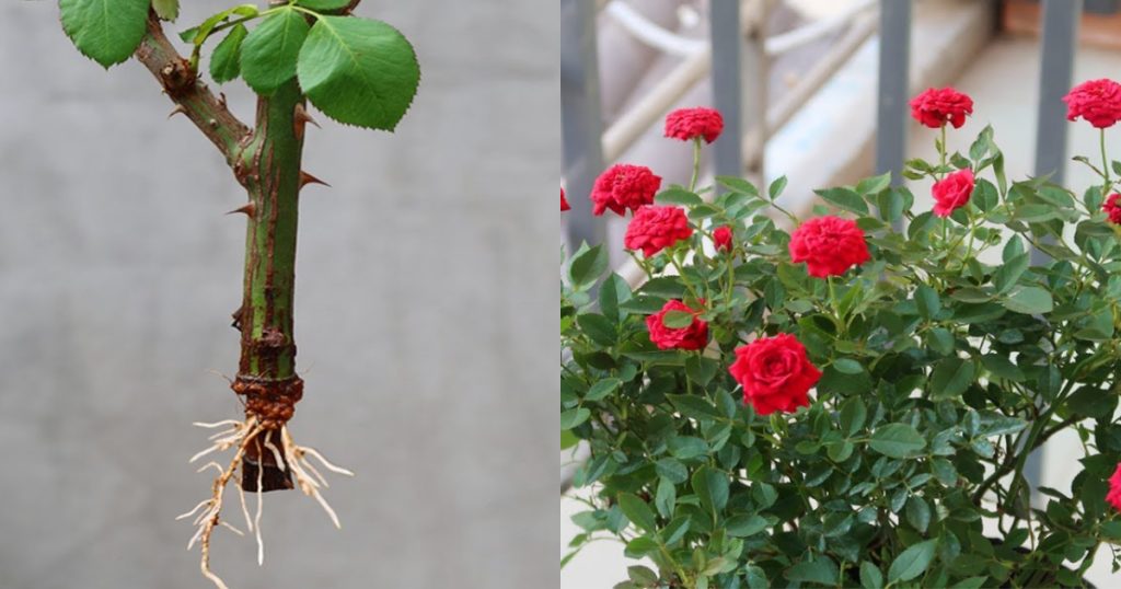 Rose Flowering using aloe vera