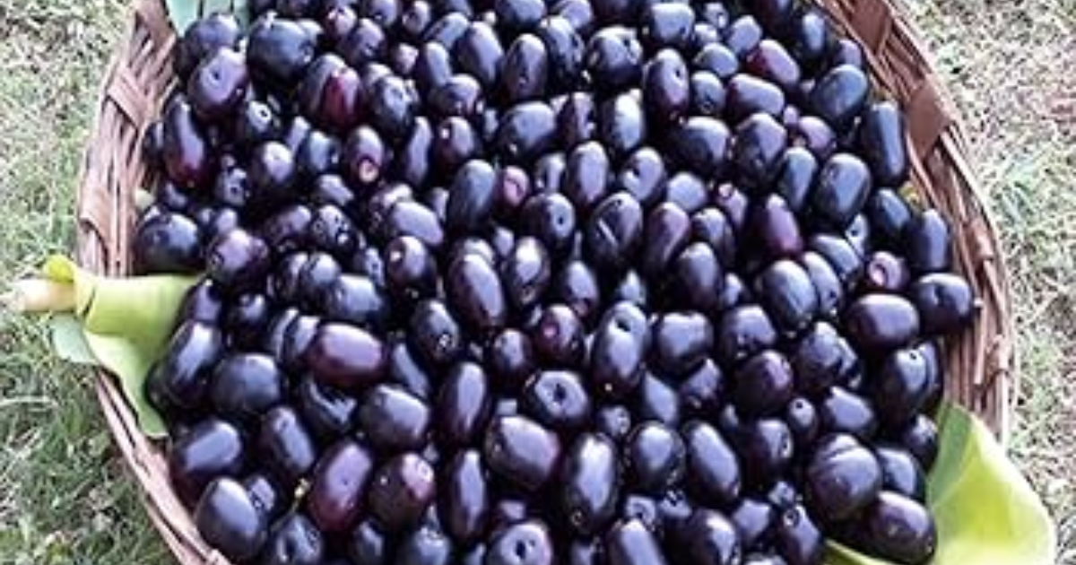 Health Benefits of Jamun Fruit Njaval