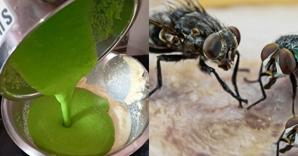 How to get rid of house flies naturally